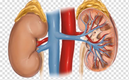 Kidney Disease - Hypertensive