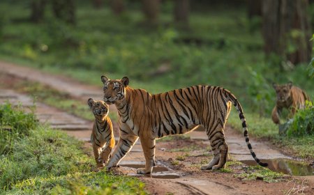 5-Day Romantic Getaway to Kabini for Couples