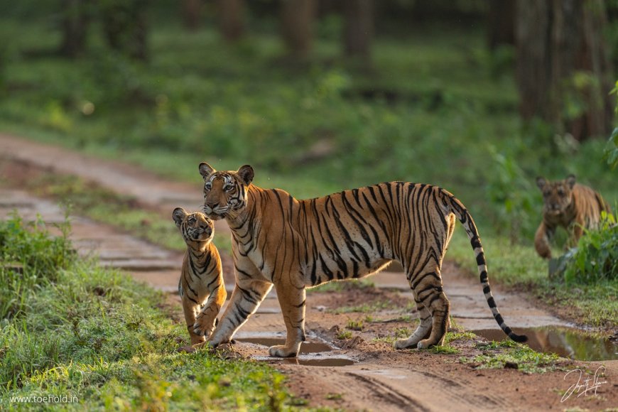 5-Day Romantic Getaway to Kabini for Couples