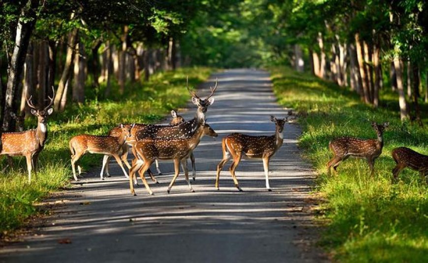 5-Day Family Getaway in Kabini